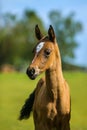 Cute brown akhal teke foal on a summer day Royalty Free Stock Photo