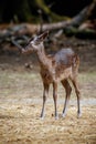 Portrait of a cute brown bambi