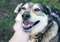 Portrait of cute  brown contented dog stroking man`s hand behind his ear Royalty Free Stock Photo