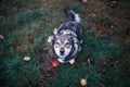 Portrait of a cute brown dog sitting on the green grass and loyally looking up at the owner