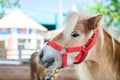 Portrait of cute brown dwarf horse in farm, short horse animal Royalty Free Stock Photo