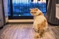 Exotic shorthair cat in luxury condo Royalty Free Stock Photo