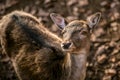 Portrait of cute brown female of european fallow deer Royalty Free Stock Photo