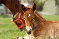 Portrait of cute brown foal Royalty Free Stock Photo