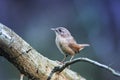 Portrait of cute brown funny bird Wren standing in a Park on a t