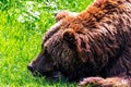 A portrait of a cute brown grizzly bear lying with its head and nose in grass relaxing and being lazy. The furry mammal is a