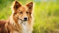 Portrait of a cute brown lassie dog with green grass background. AI Generative