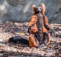 Portrait of cute brown lemur. Royalty Free Stock Photo