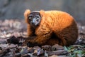 Portrait of cute brown lemur. Royalty Free Stock Photo