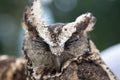 Portrait of a cute brown owl with closed eyes. Royalty Free Stock Photo