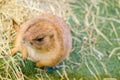 A portrait of Cute brown Prairie Dog standing alone on a green grass. Royalty Free Stock Photo