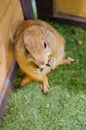 A portrait of Cute brown Prairie Dog standing and eating some food alone on a green grass. Royalty Free Stock Photo