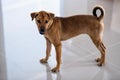 portrait of cute brown puppy dog in house Royalty Free Stock Photo