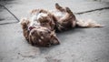 Portrait of cute brown or red dog chained and playing on old rustic courtyard. Happy playful dog playing laying on its back and lo