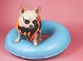 Cute brown short hair chihuahua dog wearing orange life jacket or life vest standing in blue swimming ring,  on pink Royalty Free Stock Photo