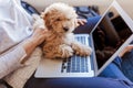 Portrait of a Cute brown toy poodle with his young woman owner at home. Using laptop. daytime, indoors Royalty Free Stock Photo