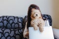 Portrait of a Cute brown toy poodle with his young woman owner at home. Using laptop. daytime, indoors Royalty Free Stock Photo