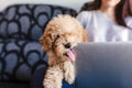 Portrait of a Cute brown toy poodle with his young woman owner at home. Using laptop. daytime, indoors Royalty Free Stock Photo