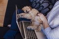 Portrait of a Cute brown toy poodle with his young woman owner at home. Using laptop. daytime, indoors Royalty Free Stock Photo