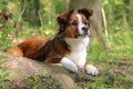 a portrait of a cute brown white border collie mixed breed dog lying on a tree root in the forest Royalty Free Stock Photo