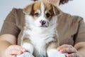 Portrait of cute brown white puppy of welsh pembroke corgi looking at camera, sitting on legs of unrecognizable woman.