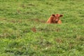 Young brown cow laying in green grass Royalty Free Stock Photo