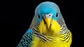 portrait of a cute budgie Royalty Free Stock Photo