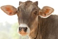 Innocent cute calf closeup