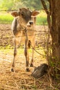 Innocent cute calf closeup