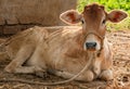 Innocent cute calf closeup