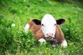 Portrait of cute calf of cow, lying on green grass in meadow and eating. Looking at camera. Royalty Free Stock Photo