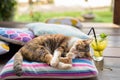 Cute Calico Cat Sleeping On The Cushion