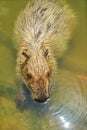 Portrait of a cute capybara resting