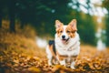 Portrait of a cute Cardigan Welsh Corgi dog standing in the park. Generative AI