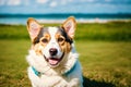 Portrait of a cute Cardigan Welsh Corgi dog standing in the park. Generative AI