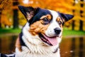 Portrait of a cute Cardigan Welsh Corgi dog standing in the park. Generative AI