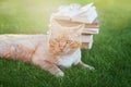 Portrait of cute cat with book