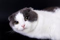 Portrait of a cute cat on dark background Royalty Free Stock Photo
