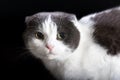 Portrait of a cute cat on dark background Royalty Free Stock Photo