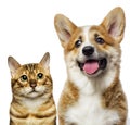 portrait of a cute cat and dog together Royalty Free Stock Photo