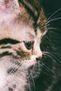 Portrait of a cute cat face closeup Royalty Free Stock Photo