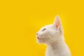 Portrait cute cat kitten looking away. Isolated on yellow background Royalty Free Stock Photo