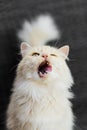 Portrait of cute cat licking its mouth with appetite