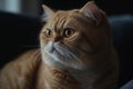 Portrait of a cute cat looking away. Exotic Shorthair cat breed Royalty Free Stock Photo