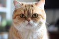 Portrait of a cute cat looking away. Exotic Shorthair cat breed. Generative AI Royalty Free Stock Photo