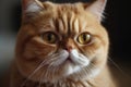 Portrait of a cute cat looking away. Exotic Shorthair cat breed. Generative AI Royalty Free Stock Photo