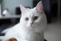 Portrait of a cute cat looking away. Foreign white cat breed