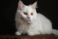 Portrait of a cute cat looking away. Foreign white cat breed