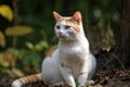 Portrait of a cute cat looking away. Japanese Bobtail cat breed. Generative AI