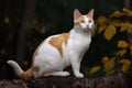 Portrait of a cute cat looking away. Japanese Bobtail cat breed.